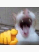 Cat Laughing At You