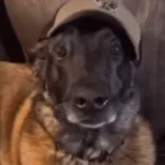 CHIEN _19 Chien qui boit (bruitage gratuit)