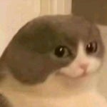 how strong you are gachi