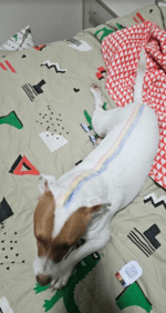 onda onda olha a onda