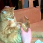 cat slaps himself