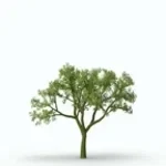 WHAT A NICE TREE! :D