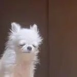 toji fushigiro (copy)