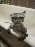 Chicken butt hahahaha5