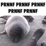 sneezeing seal