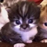 דם דידי - Sound