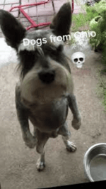 warningbot troll gtag