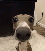 Whisky Cola y Tequila(Tik tok versión speed up) - Sound