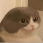 Sardaukar Hamburger Cheeseburger Chant