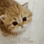mach mal meow