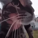 mweow