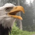 eagle