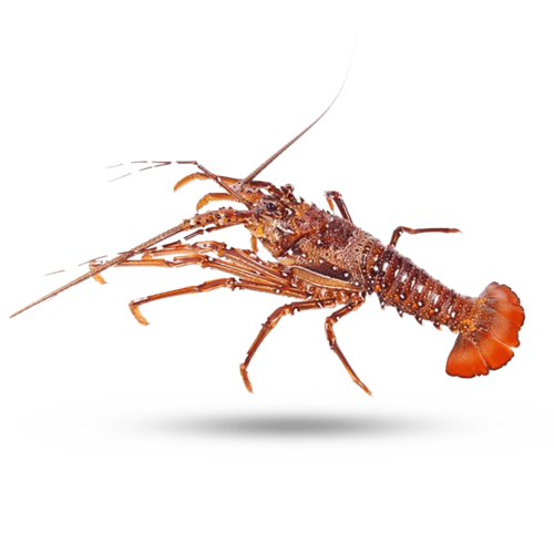 blue lobster jumpscare but its extremely loud by RotaryGainGate15726