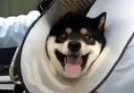 Shiba Inu at the vet (Special Victims Unit)