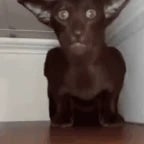 vot i pomer temniy prints