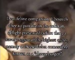 Here Feline You may acquire the 'cheeseburger'