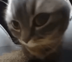 CHIPI CHIPI CHAPA CHAPA CAT