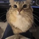 Recording 03/01/26 17:54:22