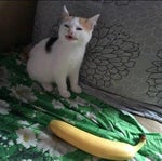 Cat No Banana