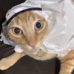 Arabian cat Official Music VIdeo ft