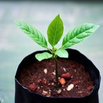 EFECTO AUDIO SONIDO BESO MMMUUAÁ - Sound