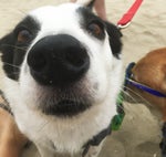 LCRP Dog Sniffing