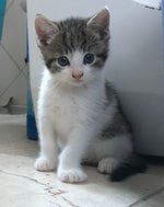 Sing It Back / laidback