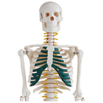 SCP 3114 (SCP SL) I Want It That Way AI COVER