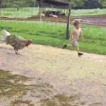 chicken scream (copy)