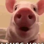 El cerdito dice oink el cerdito dice oink 🗣️‼️‼️ XD