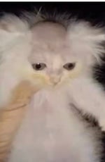 Epic Chamber music earrape