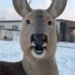 deer call distorted (copy)