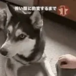 dog-growling-angry-101soundboards