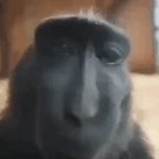 MOONLIGHT 🌕 The BEST Monkey RIZZ Edit You'll EVER See