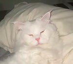 Ripcat the one and only soul