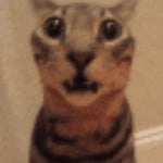 carless whisper x miguel o'hara