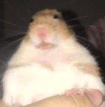 SCOTLAND FOREVER ORIGINAL