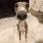 Vine Boom Sound Effect