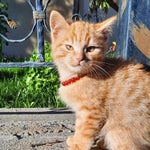 cengiz kurtoğlu küllenen aşk mp3indircomtr