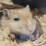 Armageddon!!... the gerbil