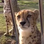 Cheetah Meow
