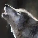 Fais moi le loup (copy)