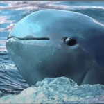 WAHAHAHAHAHA - Sound