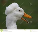 Quack