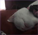 yummy hotdog my tommy