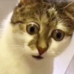 Stonks Sound Effect [HQ]