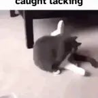 Recording 08/18/25 23:01:42