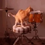 drum fart