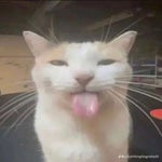 bro turned into ai tiktok