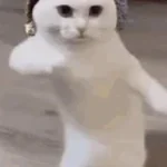 ya ya ying dance og roblox